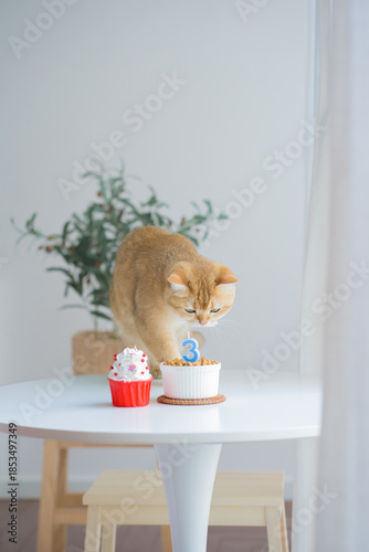 cat care concept with british cat happy with eat food in livingroom