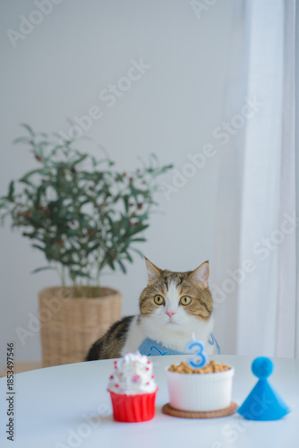 cat care concept with scottish tabby cat happy with eat food with birthday anniversary