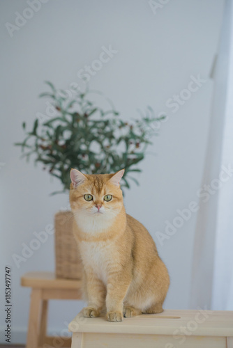 cat care concept with british cat happy with eat food in livingroom