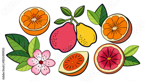 Fruit illustration set Vector