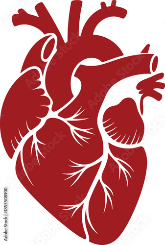 Stylized red human heart with arteries and veins on a white background anatomy organ