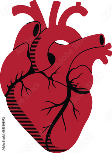 Stylized Red Human Heart with Black Veins and Lines Keywords: heart, human heart, anatomy, medical, science, biology, organ, red