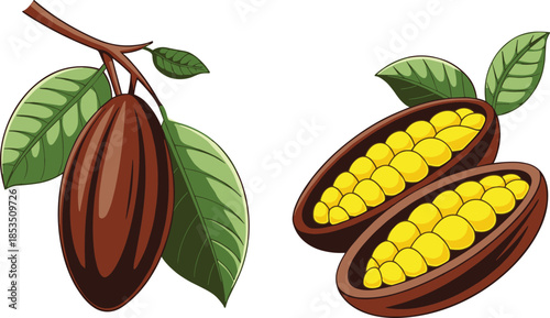 Whole and Split Cacao Pods with Leaves on White Background cocoa fruit