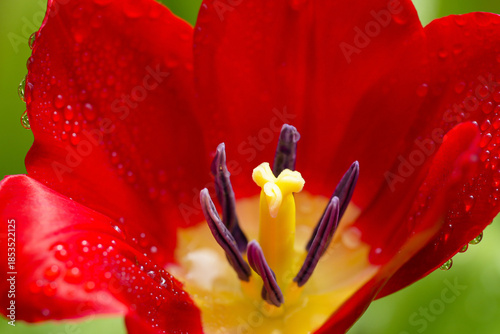 Photos Red tulip stamen close up, red tulip stamen close up macro, red tulip stamen clo