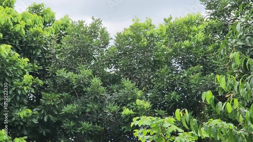 Vibrant Green Trees Ready for Seasonal Harvest and Farming Use. Thriving Green Trees for Sustainable and Eco-Friendly Agriculture. Lush Green Trees Growing Strong for Organic Commercial Farming.