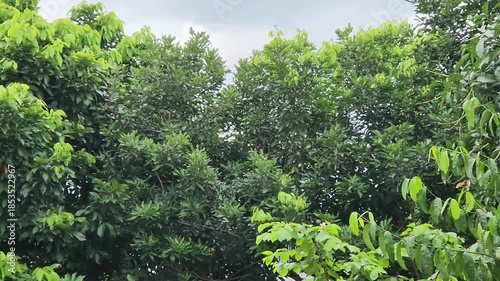 Thriving Green Trees for Eco-Friendly Agricultural Growth. Healthy Green Trees Ready for Sustainable Farming Solutions. Flourishing Trees Growing Strong for Seasonal Harvesting. 