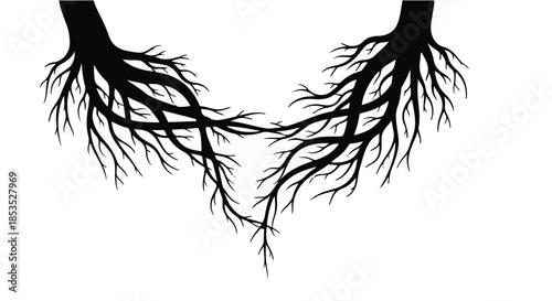 Intertwining tree roots reaching out on a white background symbolizing connection and growth