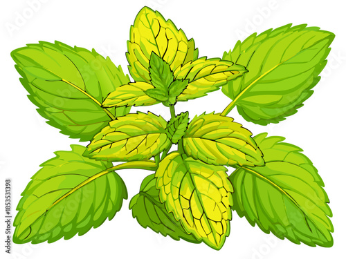 mint leaves isolated on white background