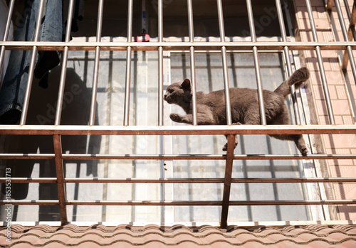 A blue cat in a protective cage outside the window of the balcony