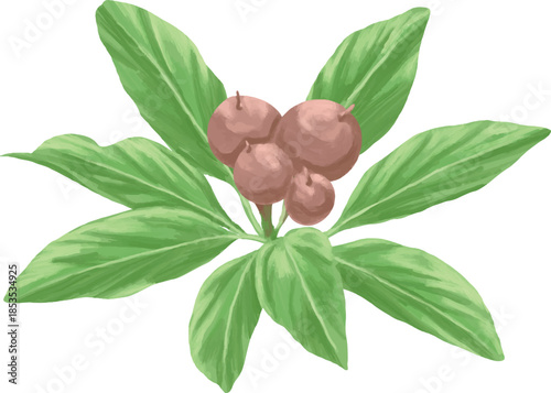 Sapodilla Berry Botanical Painting Tropical Fruit Illustration