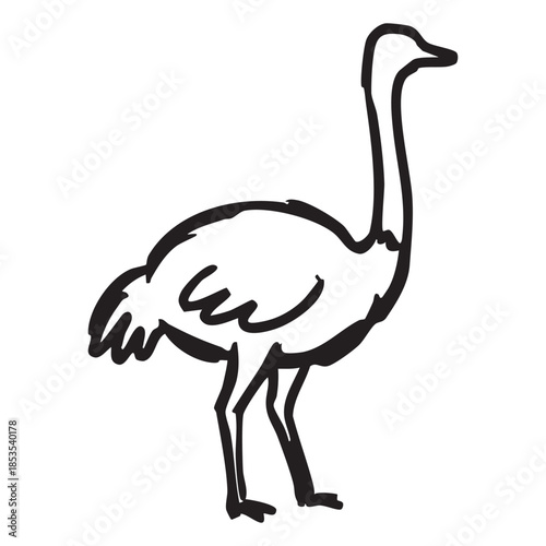 Hand drawn Ostrich Bird Line Drawing