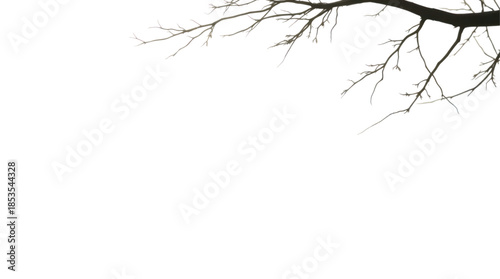 Bare Tree Branches Against a Deep Black Background in a Minimalist Style