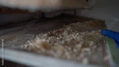 A hand pours sawdust onto the quail bedding. Cleaning in a quail