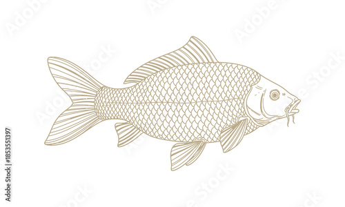 Mirror carp fish line art drawing vector illustration on white background