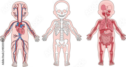 Baby anatomy illustration, circulatory, skeletal, digestive systems, black vector, internal organs, medical graphic, educational design, white backgroundBaby anatomy illustra
