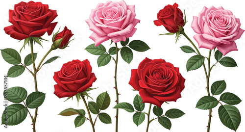 Seamless floral pattern of beautiful red roses and green leaves with pink flower buds and blooming petals isolated on white for a romantic Valentine nature gift