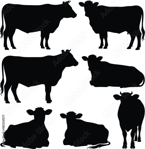 Cattle and livestock silhouettes, black vector cows, bull, and calf standing and lying down for farm, meat, dairy, and agricultural design elements