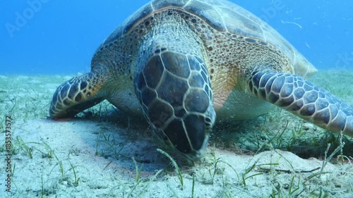 turtle swimming  underwater. green sea turtle (Chelonia mydas) swimming and feeding ocean grass scenery  with animal eating