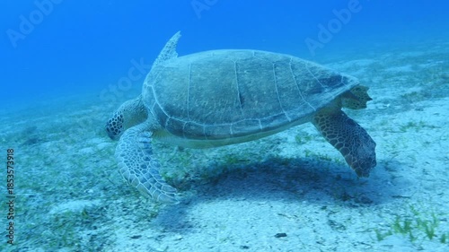 turtle swimming  underwater. green sea turtle (Chelonia mydas) swimming and feeding ocean grass scenery  with animal eating