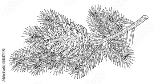 Artistic black and white illustration depicting a natural pine branch with a textured pinecone, rendered in a classic engraved style.