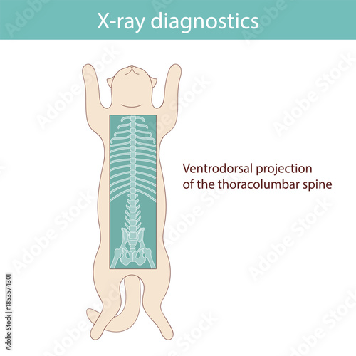 Conducting X-ray diagnostics on cats. Vector medical illustration.