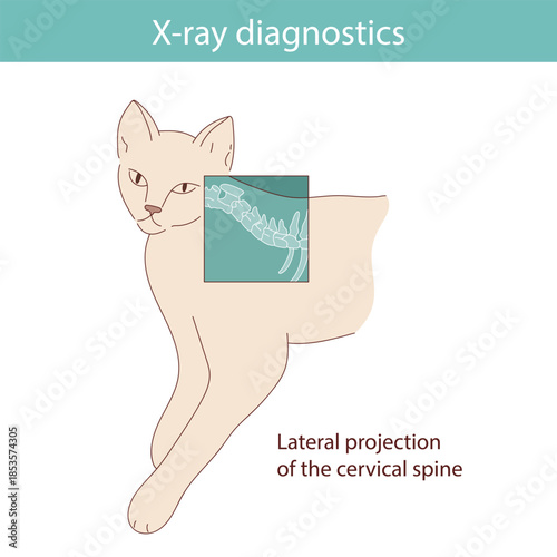 Conducting X-ray diagnostics on cats. Vector medical illustration.
