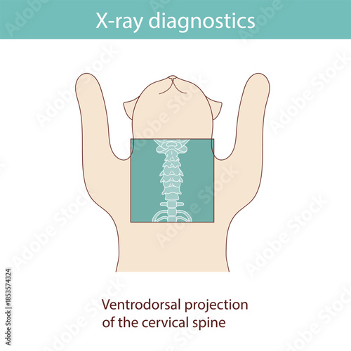 Conducting X-ray diagnostics on cats. Vector medical illustration.