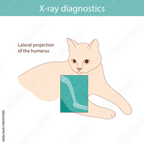 Conducting X-ray diagnostics on cats. Vector medical illustration.