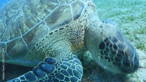 turtle swimming  underwater. green sea turtle (Chelonia mydas) swimming and feeding ocean grass scenery  with animal eating