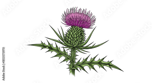 An illustration of a vibrant purple thistle flower with thorny green leaves on a white background, symbolizing Scotland's national emblem.