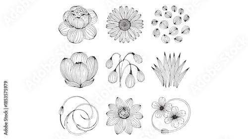 A collection of botanical illustrations showcasing various flowers and plants in a detailed black and white style from a direct viewpoint.