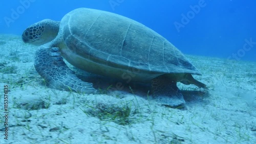 turtle swimming  underwater. green sea turtle (Chelonia mydas) swimming and feeding ocean grass scenery  with animal eating