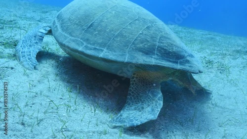 turtle swimming  underwater. green sea turtle (Chelonia mydas) swimming and feeding ocean grass scenery  with animal eating