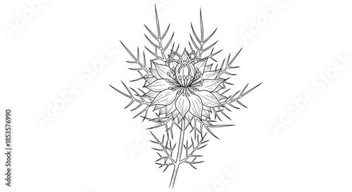 Detailed black and white line art illustration of a Love-in-a-mist flower (Nigella damascena) with its distinctive feathery bracts.