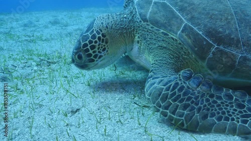 turtle swimming  underwater. green sea turtle (Chelonia mydas) swimming and feeding ocean grass scenery  with animal eating