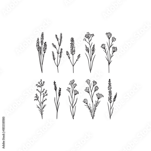 Hoary Vervain icon line art herbal