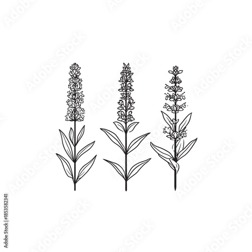 Hyssop icon line art medicinal plant
