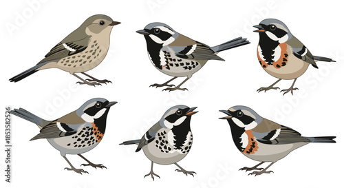 Collection of six beautifully detailed small songbirds in various poses, showcasing their intricate feather patterns and markings.