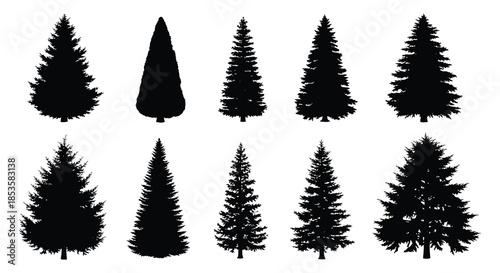 A collection of varying coniferous tree shapes presented as dark outlines a striking silhouette