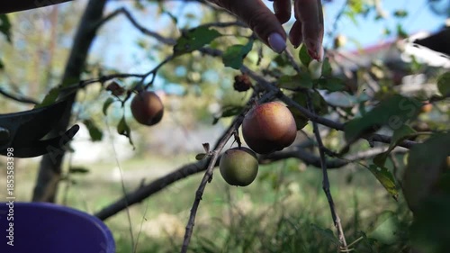 Pruning harvesting fruit branches in a summer orchard, woman using secateurs on ripe plums.