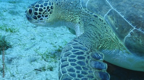 turtle swimming  underwater. green sea turtle (Chelonia mydas) swimming and feeding ocean grass scenery  with animal eating