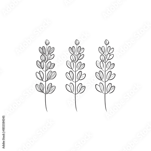  Indigofera icon line art herbal illustration