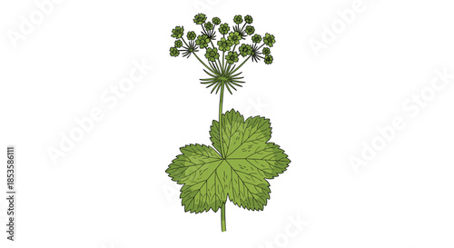 Detailed botanical illustration of a Masterwort or Astrantia plant, showing its unique star-like flower head and palmate leaves.