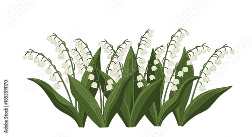 Beautiful cluster of delicate lily of the valley flowers with their iconic white bell-shaped blooms and broad green leaves.