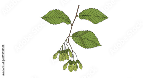 Botanical illustration of a flowering elm tree branch, showcasing its toothed green leaves and clusters of flat, winged seeds or samaras.