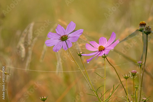 Принти на полотні Cosmos flowers in golden morning light on the Highveld of South Africa