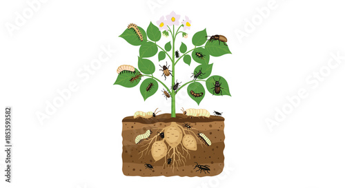 Educational diagram of a potato plant showing various pests like beetles, larvae, and caterpillars both above and below the ground.