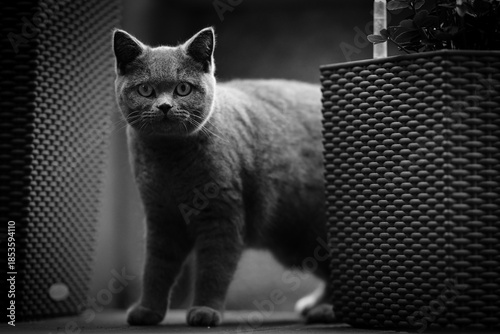 A striking black and white portrait of a British Shorthair cat standing alert between woven plant pots