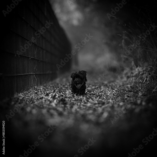 A dramatic black and white photograph of a small dog standing alone on a leaf-covered forest path.