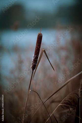 A close-up photograph of a cattail reed (Typha) standing in a quiet lakeside or wetland environment.